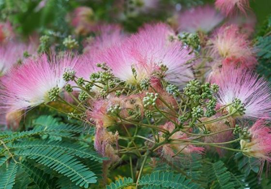 庭院樹種類 庭院樹種類