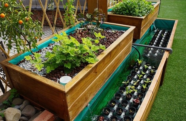 魚菜共生適合植物