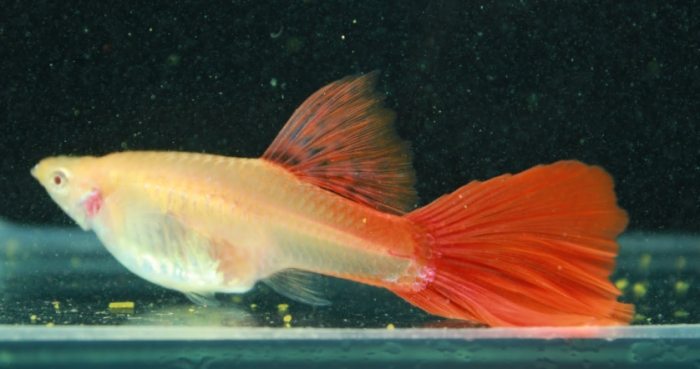 孔雀魚混養魚種