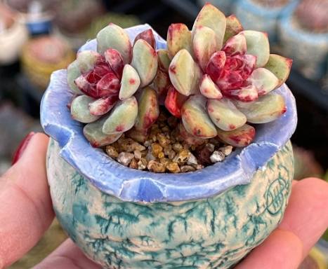 多肉葉片攤開 多肉葉片攤開