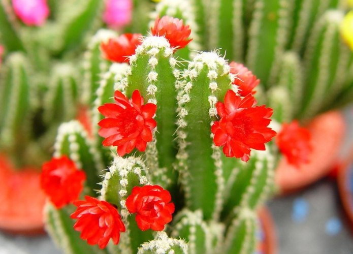 多肉植物生長週期 多肉植物生長週期