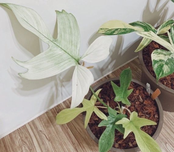 幽靈蔓綠絨 養護 幽靈蔓綠絨 養護