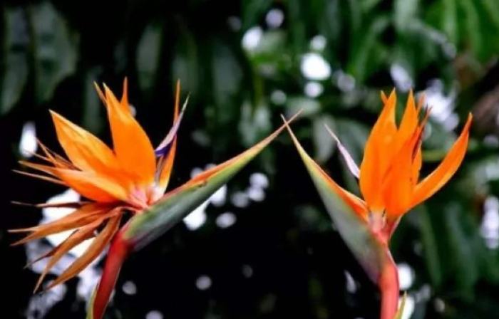 鹤望兰属种植 鹤望兰属种植