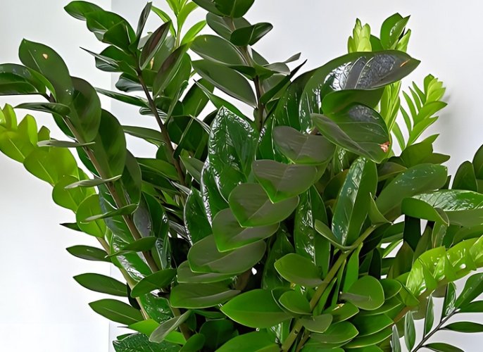 金钱树对宠物有害吗 金钱树对宠物有害吗