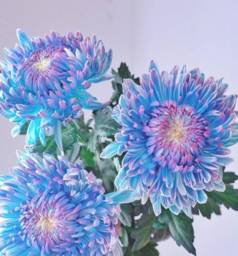 牡丹菊病蟲害防治 牡丹菊病蟲害防治