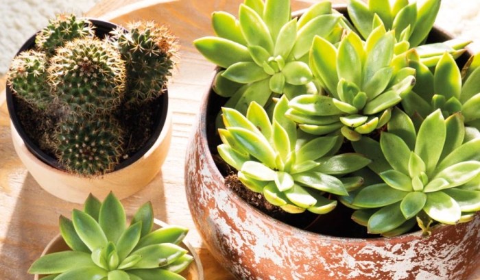 仙人掌施肥時機 仙人掌施肥時機