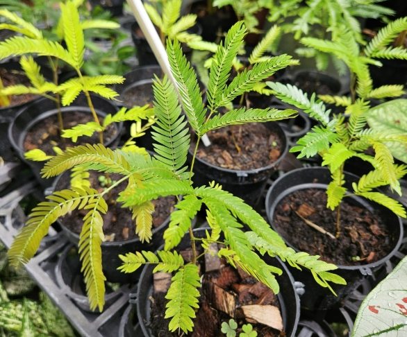 含羞草種植方法 含羞草種植方法