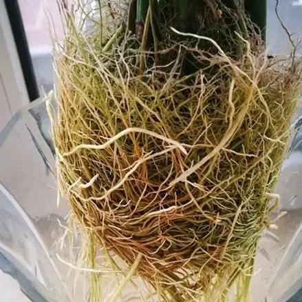 生根水自製 生根水自製