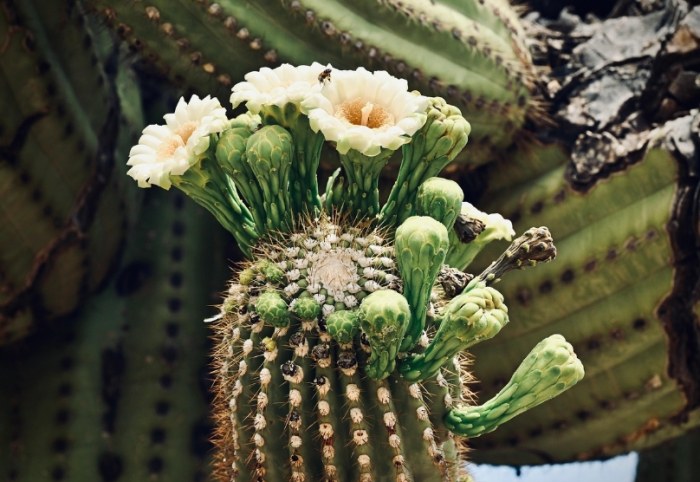 仙人掌風水 仙人掌風水