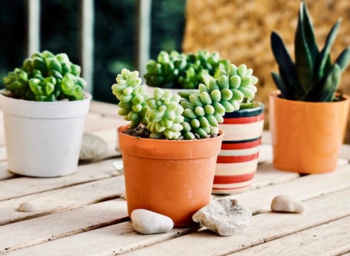 多肉植物側芽處理 多肉植物側芽處理