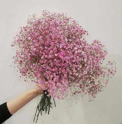 花語自我代表 花語自我代表