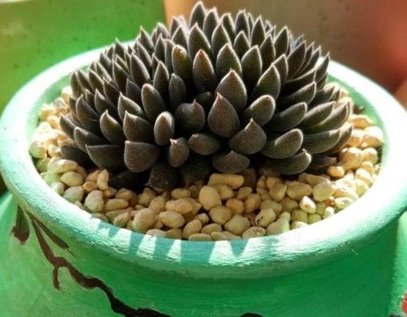 多肉植物光照 多肉植物光照