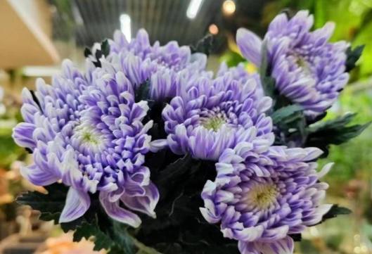 牡丹菊常見問題 牡丹菊常見問題