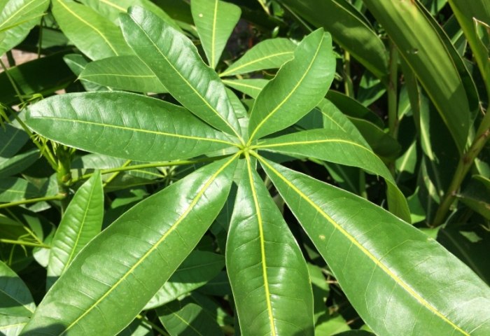 五片葉子植物種類 五片葉子植物種類