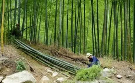 竹子生長周期 竹子生長周期