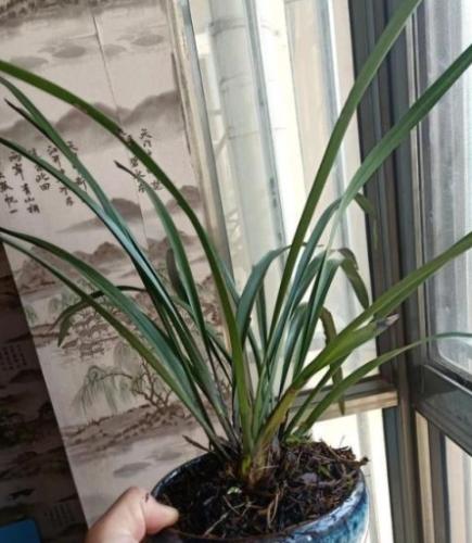 蘭花葉子變黃 蘭花葉子變黃