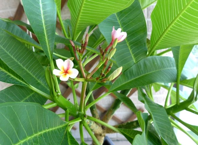 雞蛋花種植 雞蛋花種植