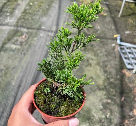 珍珠柏養護方法