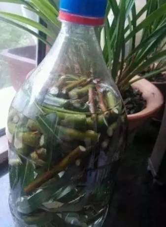 植物生根方法 植物生根方法
