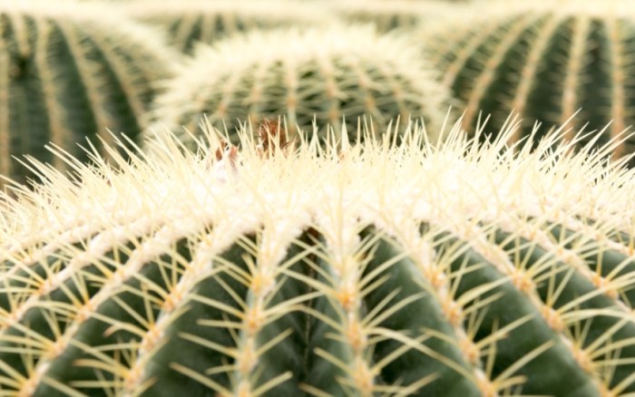 仙人掌顏色變深原因 仙人掌顏色變深原因