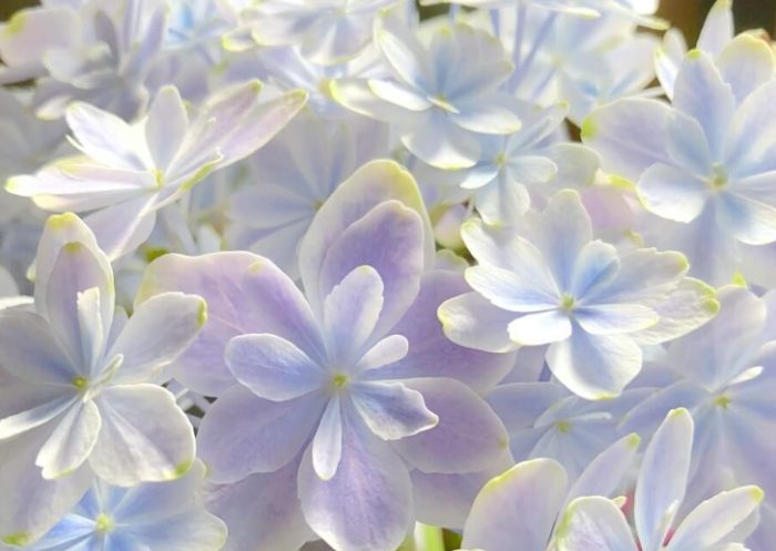 台灣四季開花植物