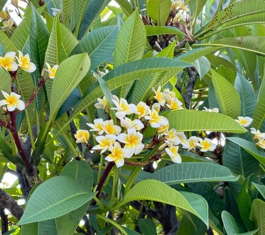 雞蛋花護理方法