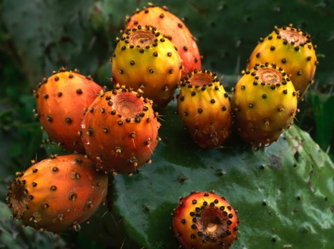 仙人掌病害防治 仙人掌病害防治