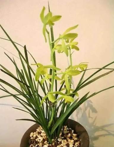 葉子繁殖技巧 葉子繁殖技巧