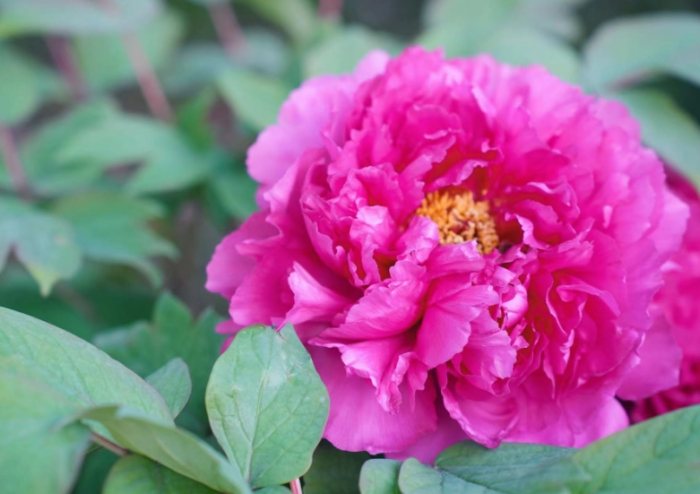 葉牡丹種植方法 葉牡丹種植方法