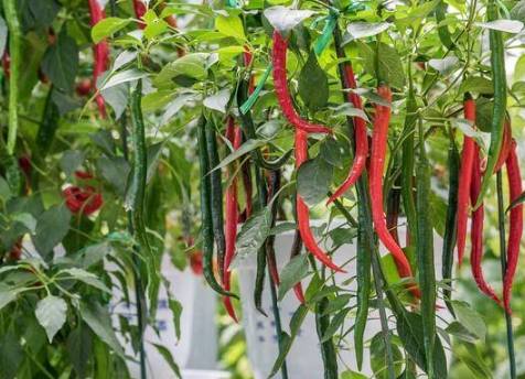台湾辣椒种植 台湾辣椒种植