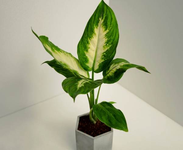 白玉黛粉葉毒性 白玉黛粉葉毒性