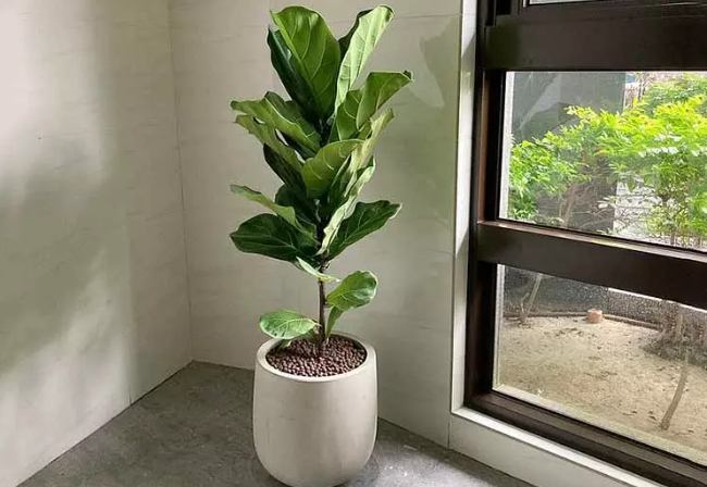 琴葉榕成長 琴葉榕成長