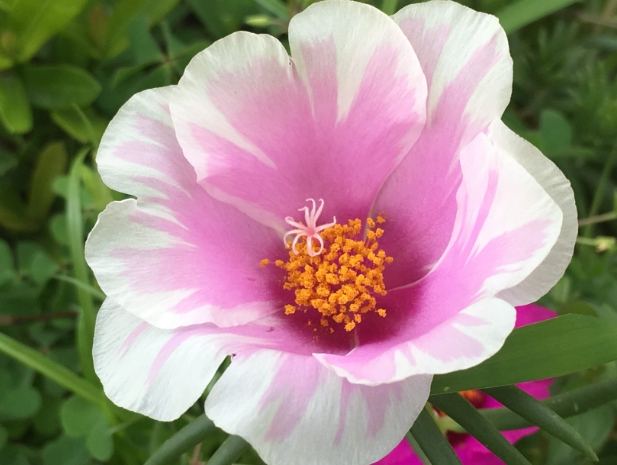 松葉牡丹種植 松葉牡丹種植