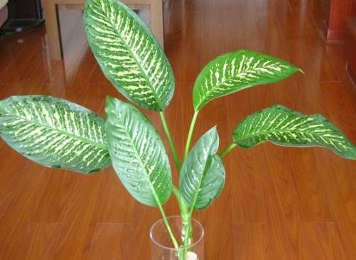 万年青养护 万年青养护