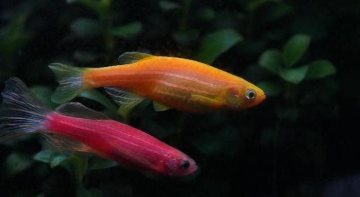 螢光魚繁殖