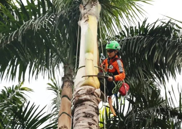 椰子樹修剪方法