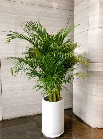 黃椰子盆栽選購