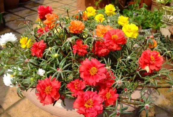 松葉牡丹養護 松葉牡丹養護