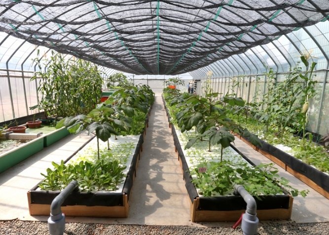 魚菜共生適合的植物 魚菜共生適合的植物