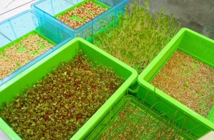 種子發芽時間表