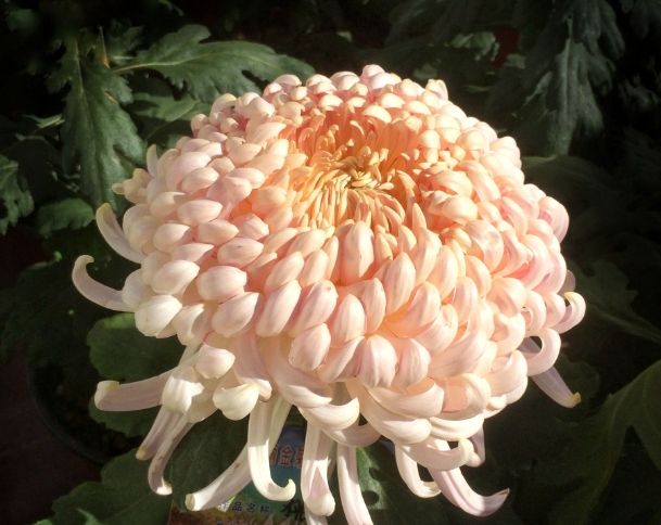 菊花文化 菊花文化