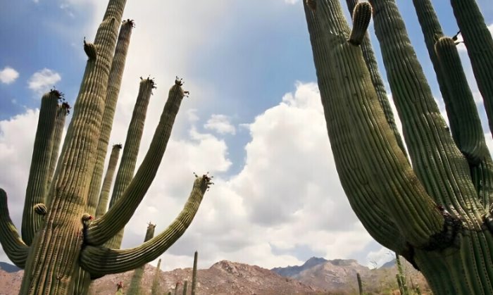 仙人掌養護技巧