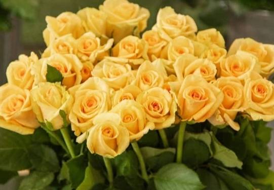 送玫瑰花數量代表什麼