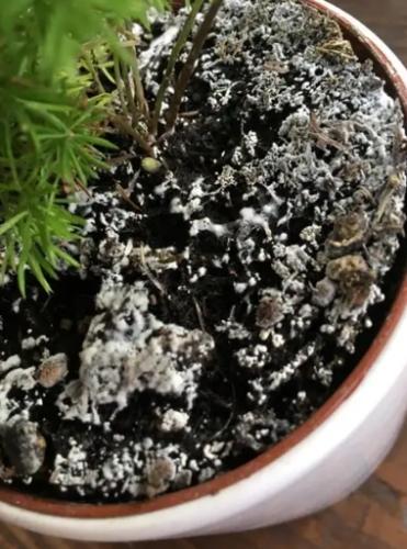 植物土壤发霉 植物土壤发霉