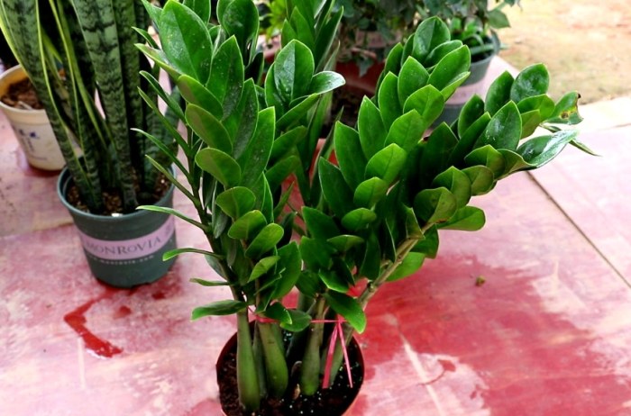 金錢樹種植方法