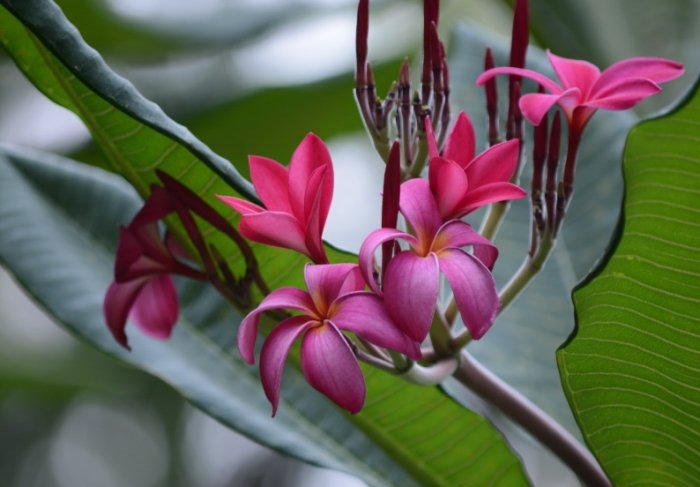 鸡蛋花树干空心原因