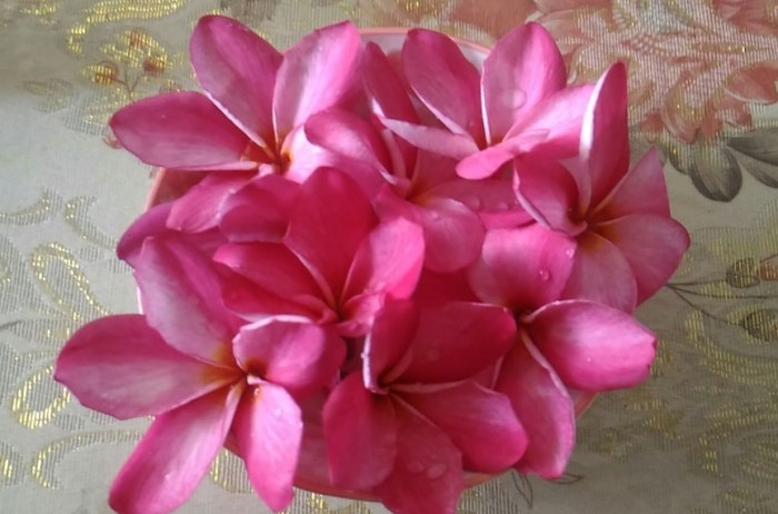 雞蛋花病害防治 雞蛋花病害防治