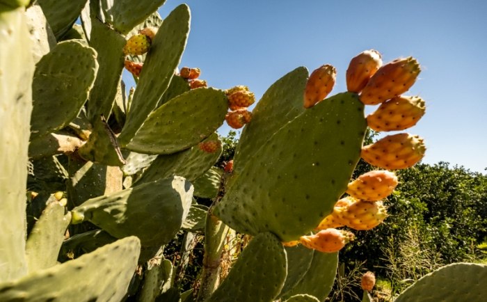 仙人掌養護技巧 仙人掌養護技巧