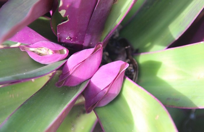 蚌蘭營養 蚌蘭營養