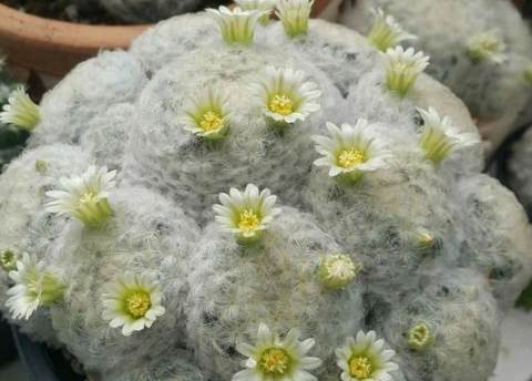 白星仙人掌常見問題